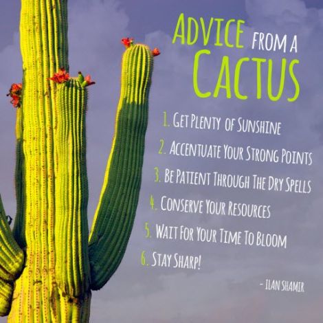 advice from cactus